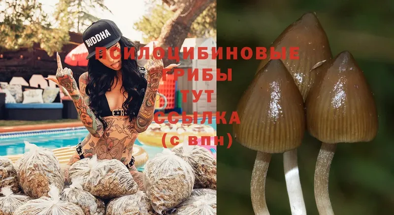 Псилоцибиновые грибы Psilocybe  KRAKEN зеркало  Елец 